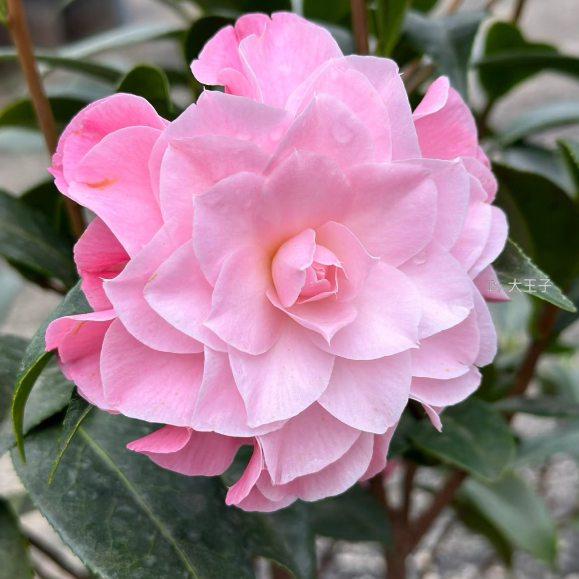 纽扣山茶花粉色系