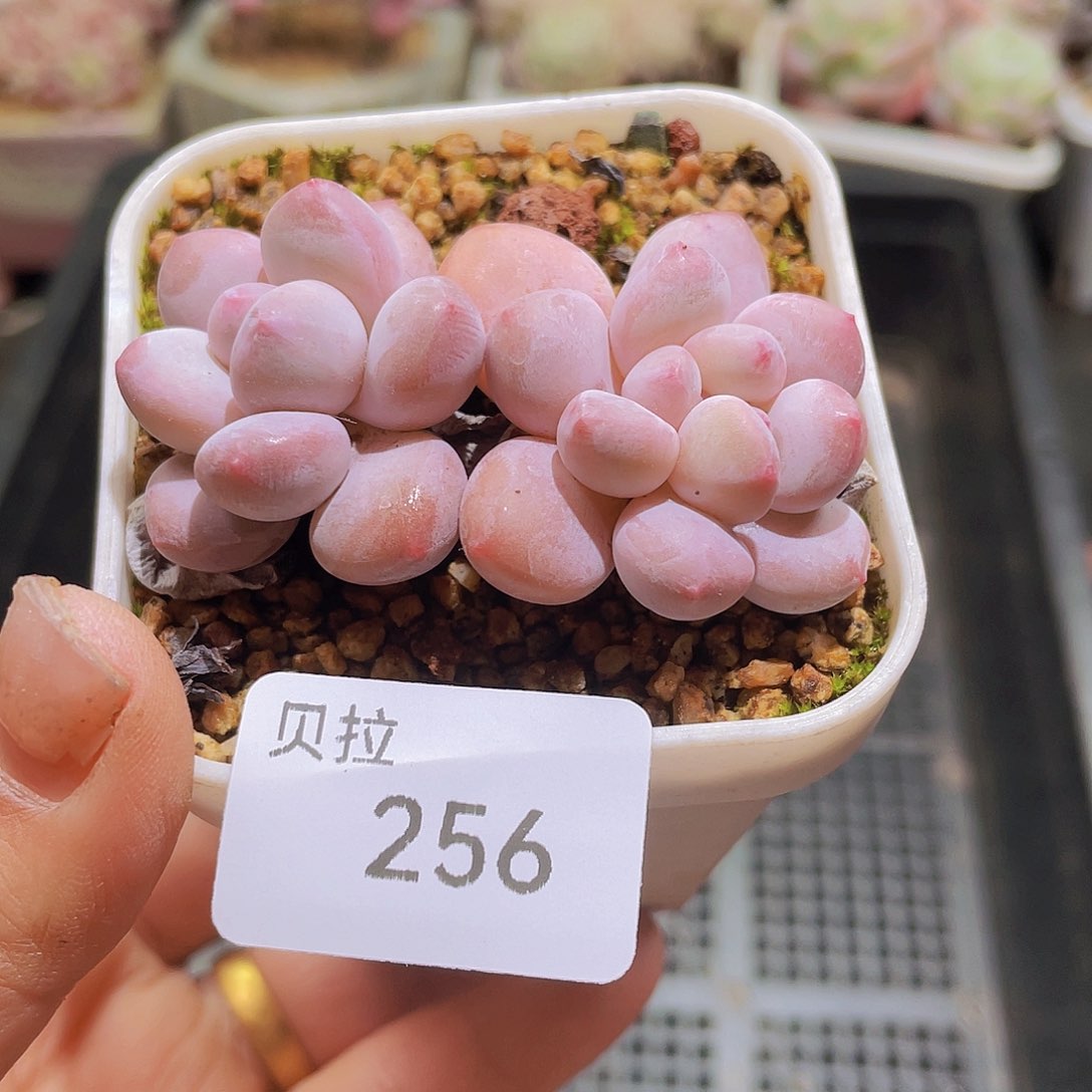 256 精品多肉一物一拍