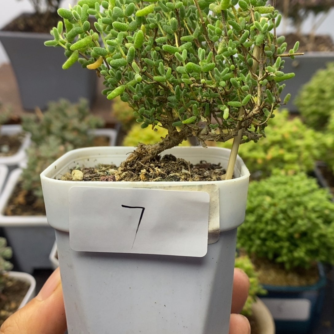 07蜜橘糖球枝干番杏