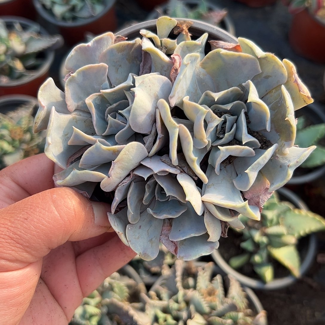 多肉植物天鹅湖群