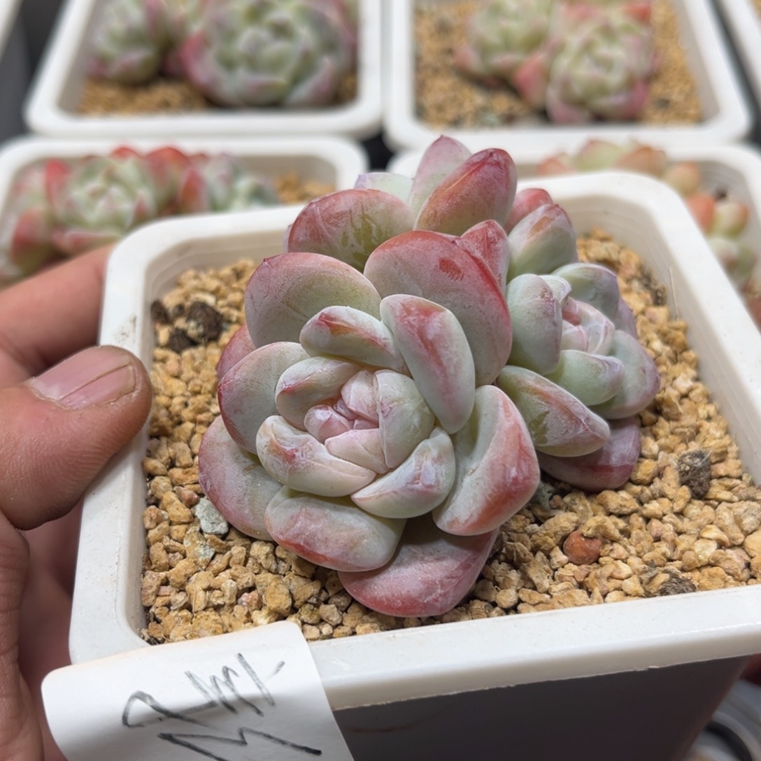 新专拍冰玉群生3头