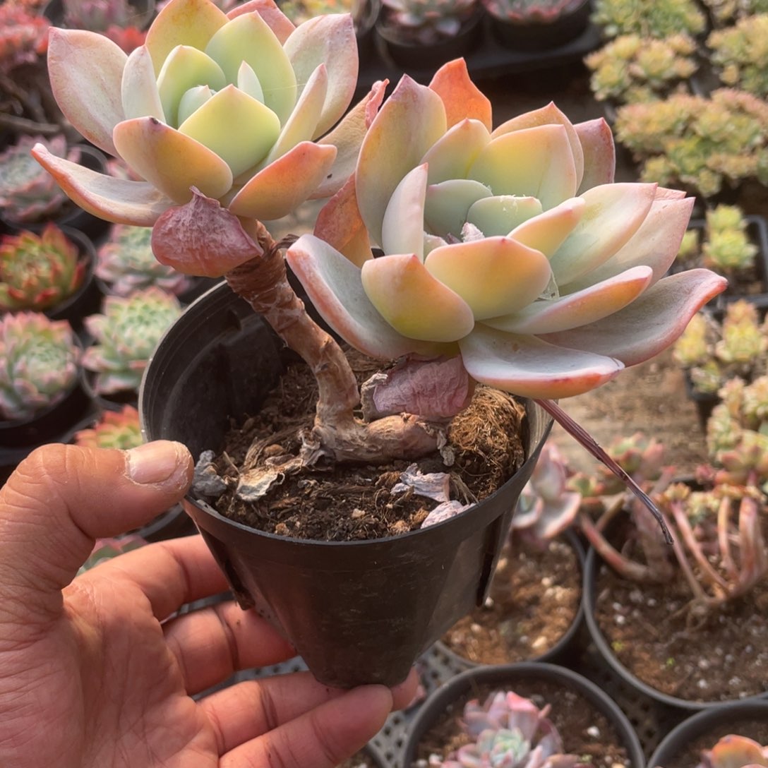 0709  奶凤  六月六