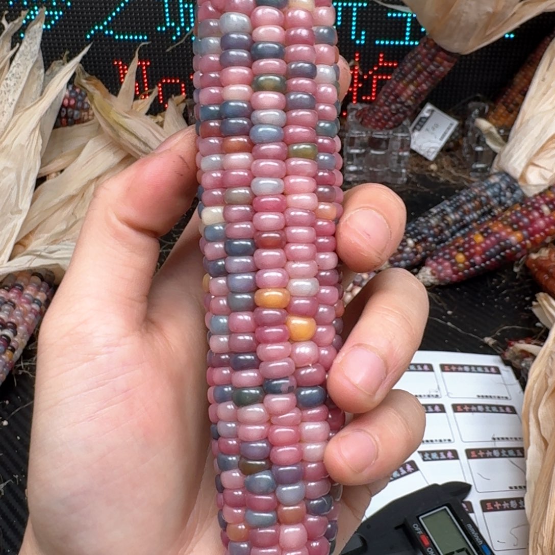 柏香籽/百香籽吊坠Y*Y