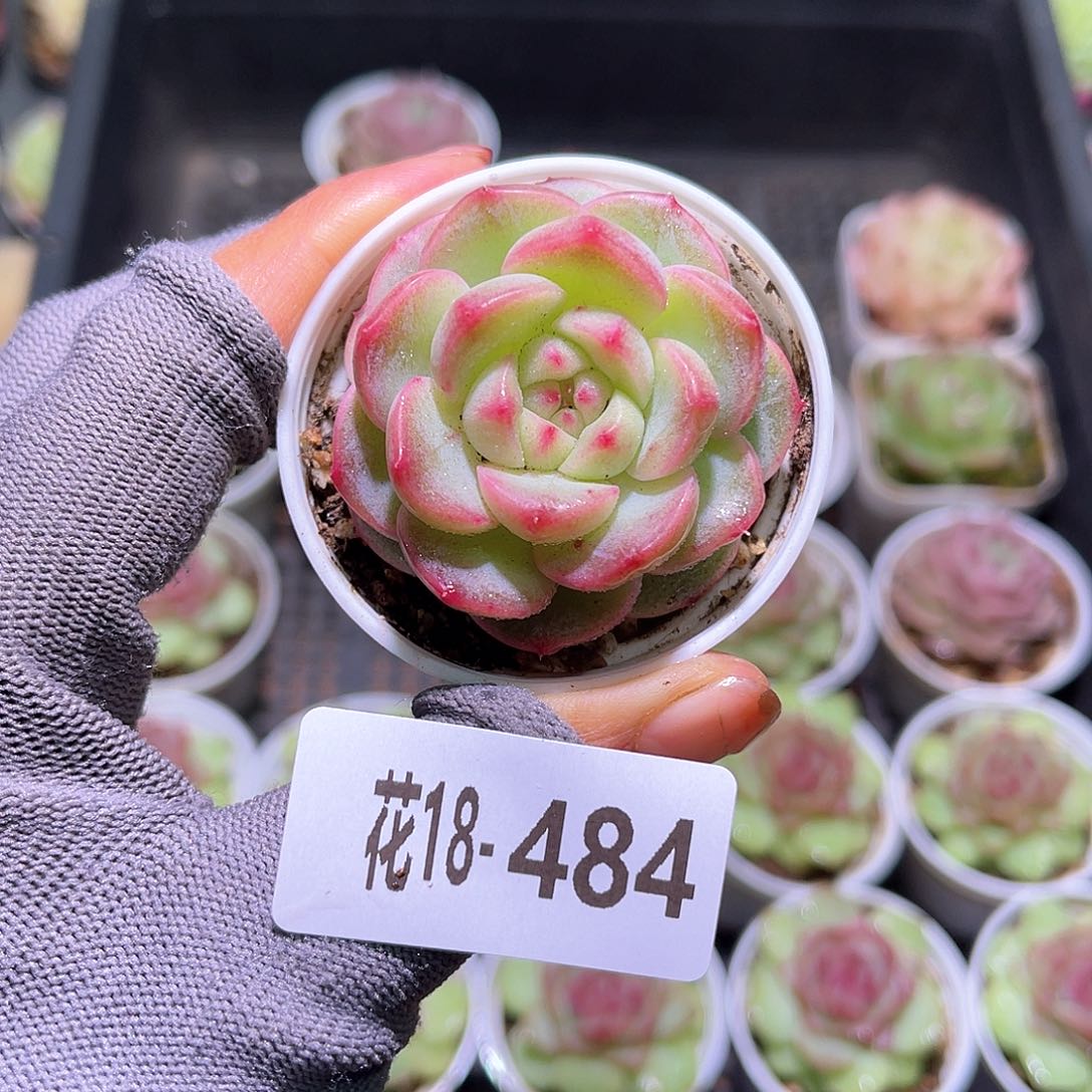 花18-484朝露单头