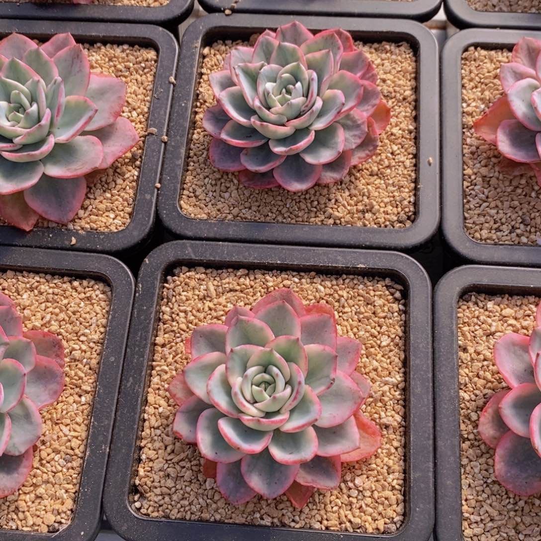 量拍20号 母本奶油黄桃锦单头一个