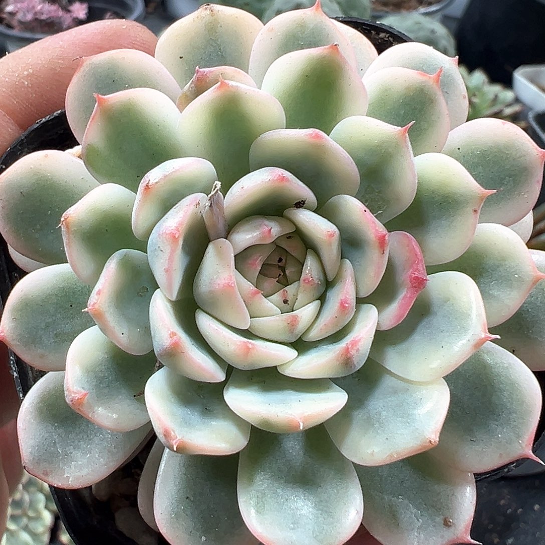 姬莲锦 小方花圃一物一拍