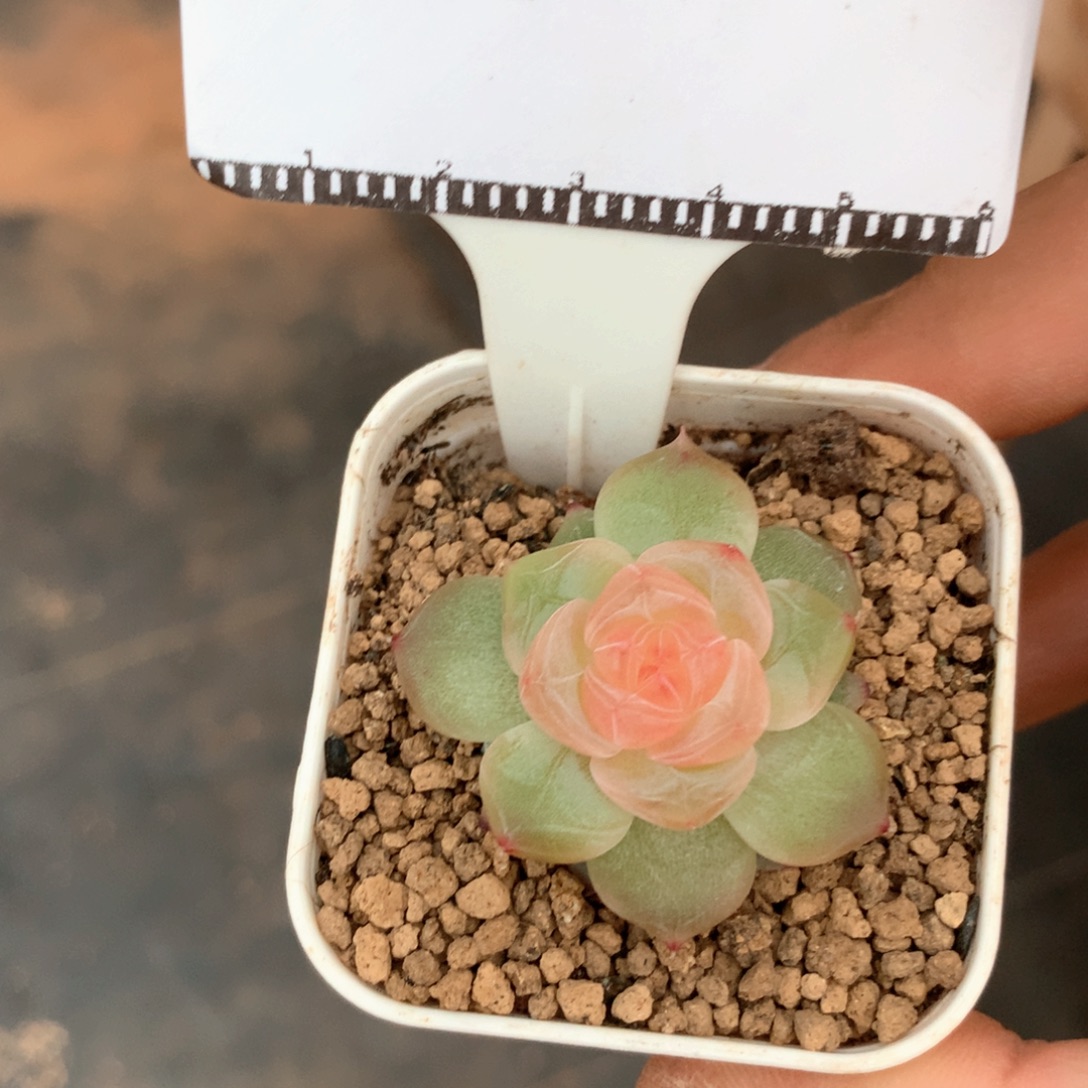 优选甜心58包邮多肉