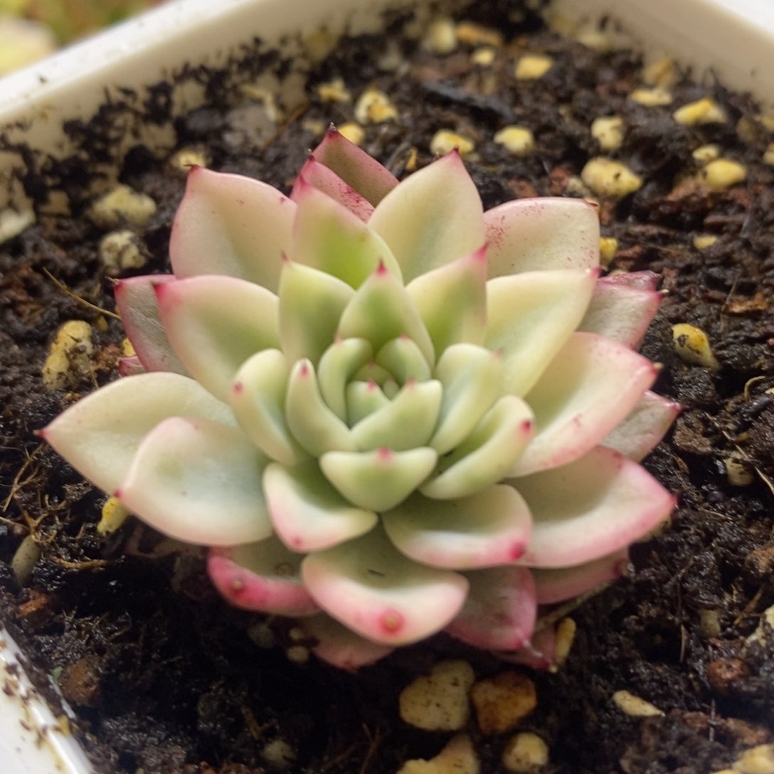 绿爪锦 多肉植物