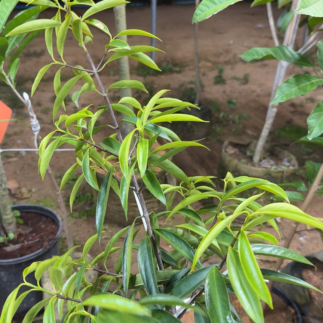 用***2当前无花栽培后可以开花山竹