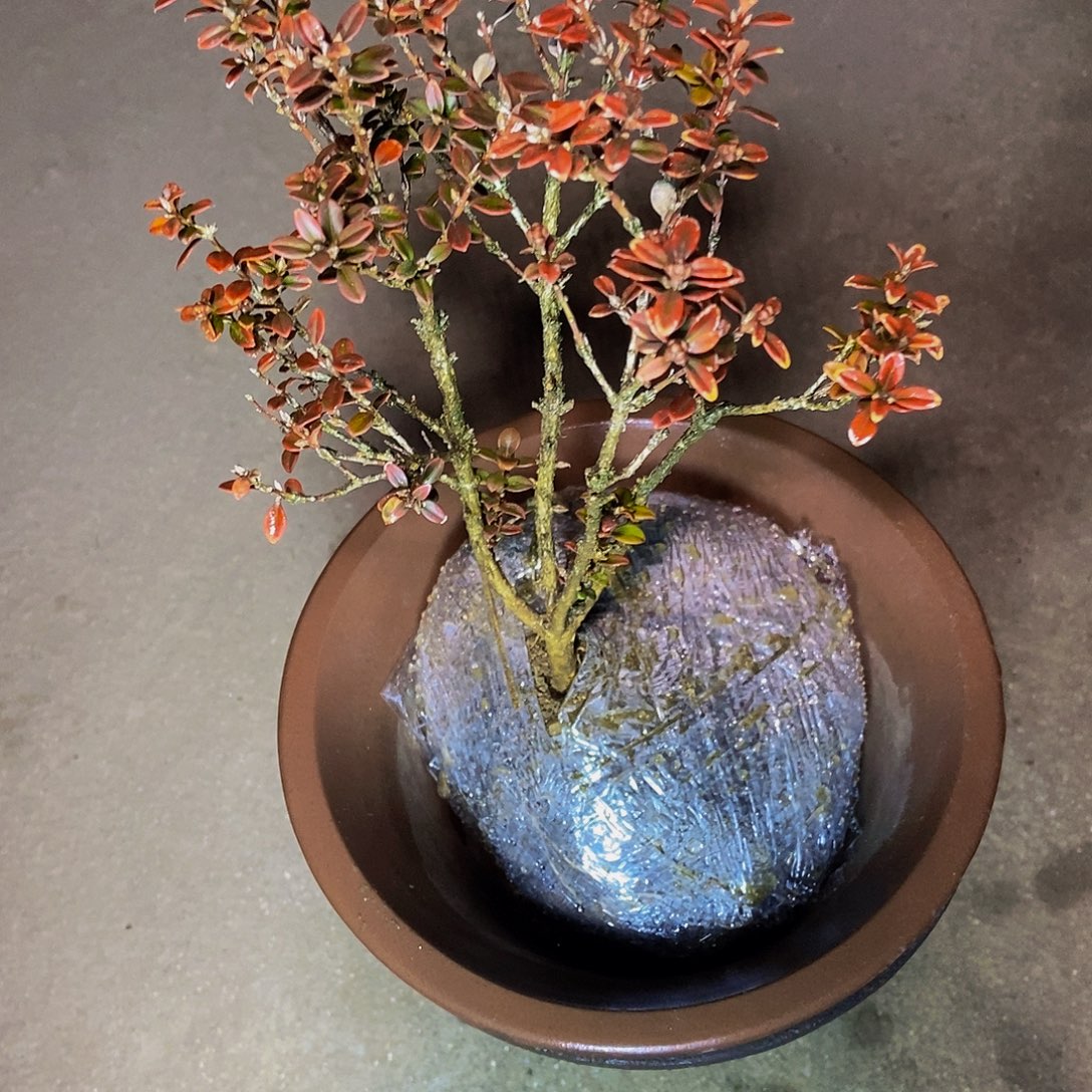 军***哥安徽大别山珍珠黄杨