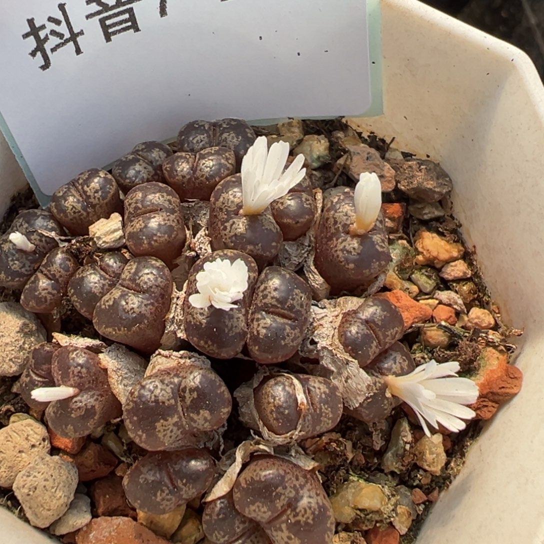 7-159肉锥多肉植物