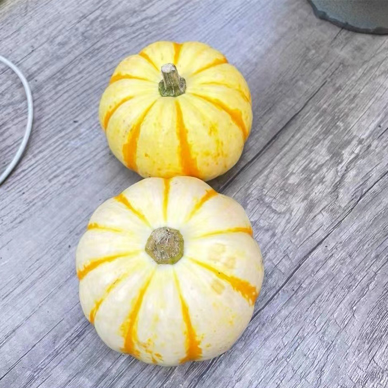 观赏小南瓜墨西哥葫芦玩具小南瓜装饰摆件圣诞节可长期存放干放