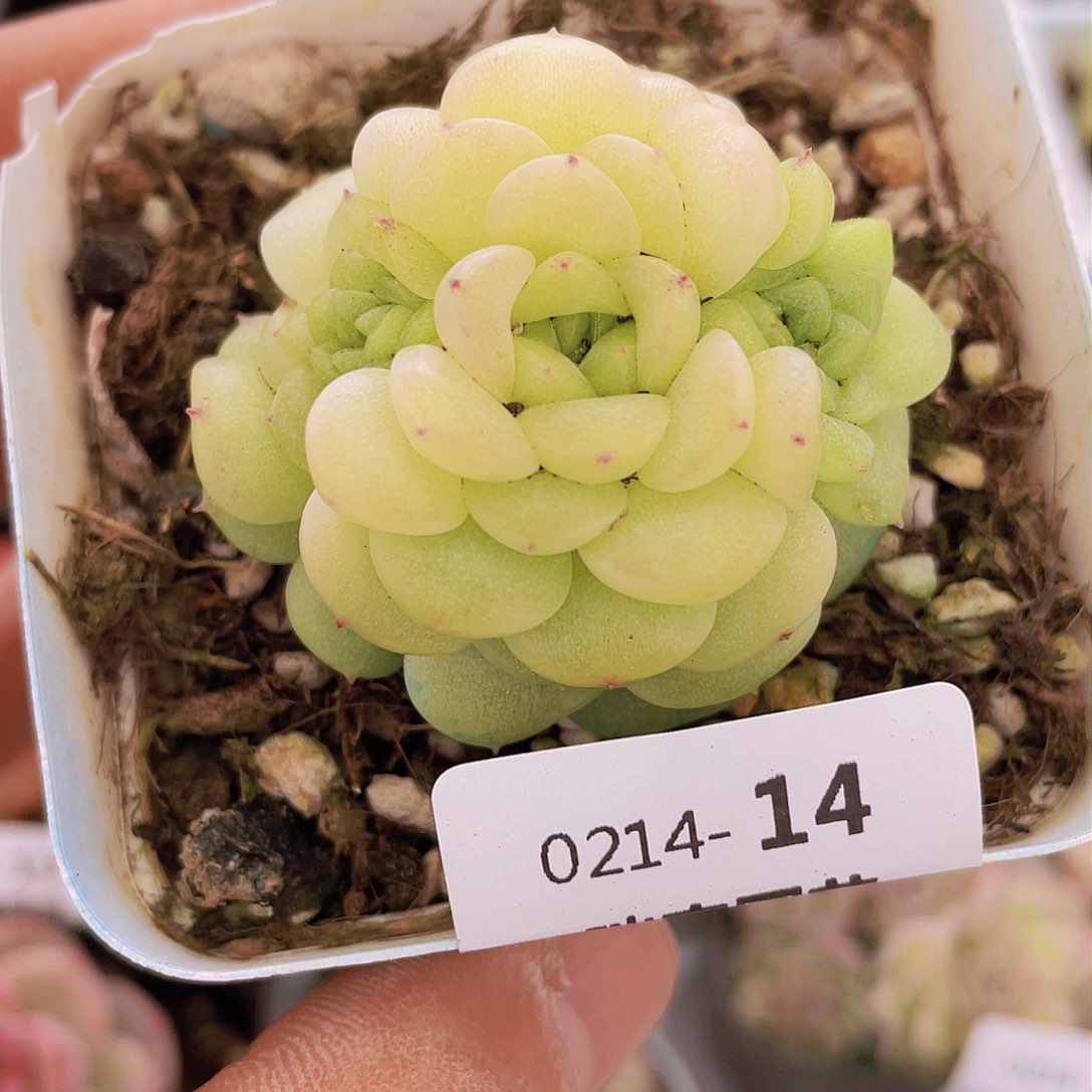 000000000000014量拍