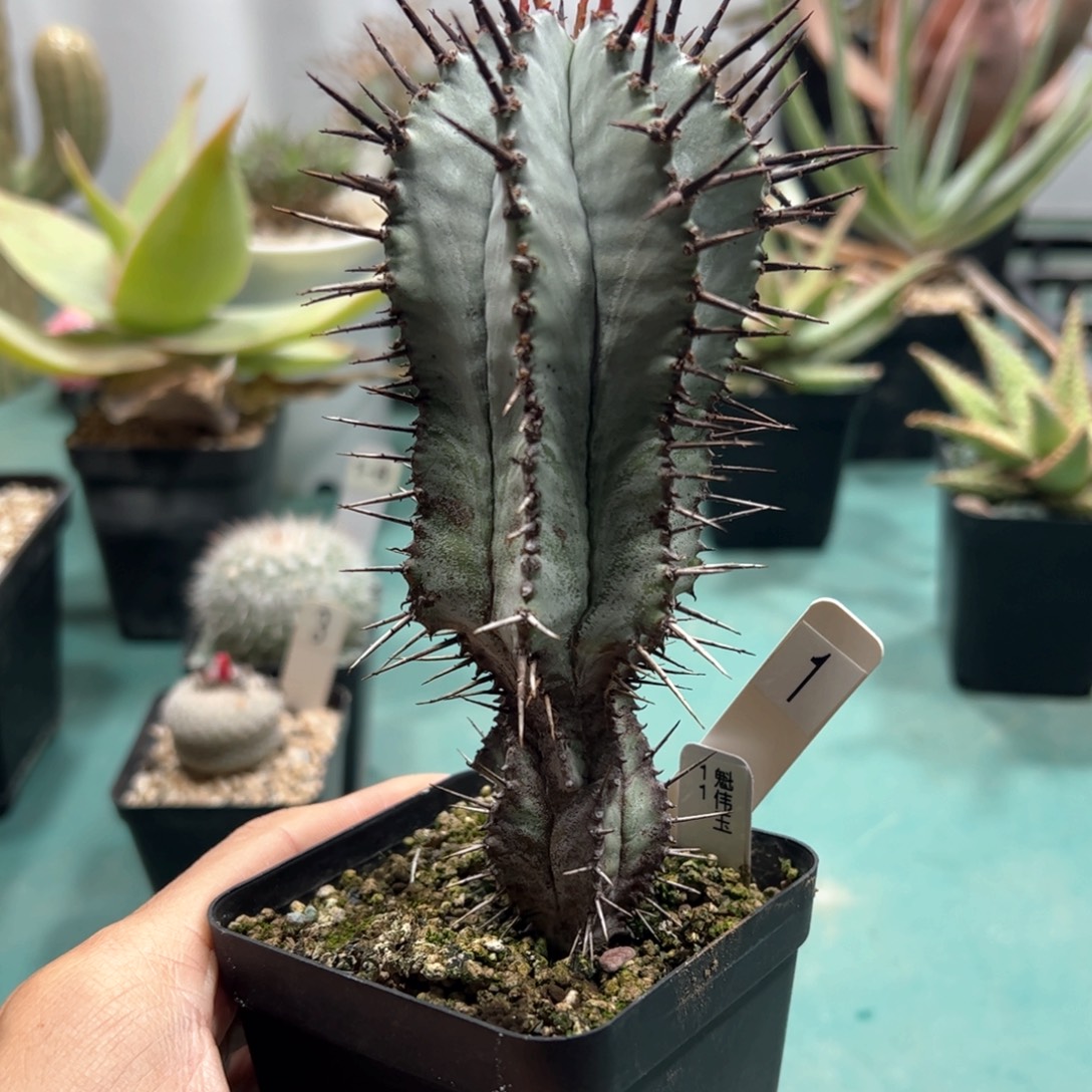 魁伟玉 侧芽繁殖脱土发货多肉