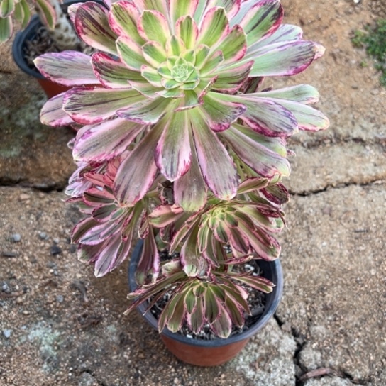 锦锦多肉植物花花