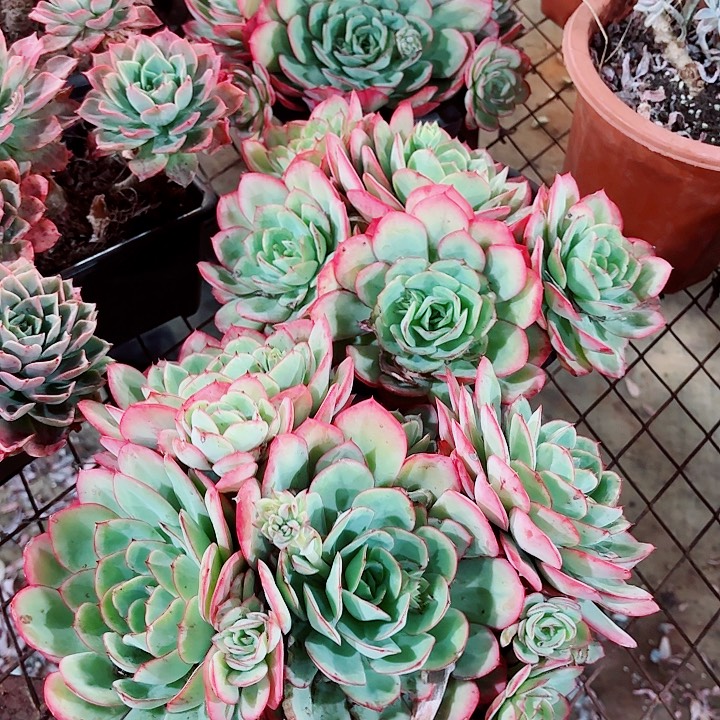 梅****牡丹亭4棵多肉打包啦