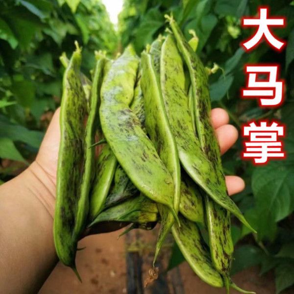 东北特产油豆角马掌豆角无筋豆角花皮子开锅烂新鲜豆角当季包邮