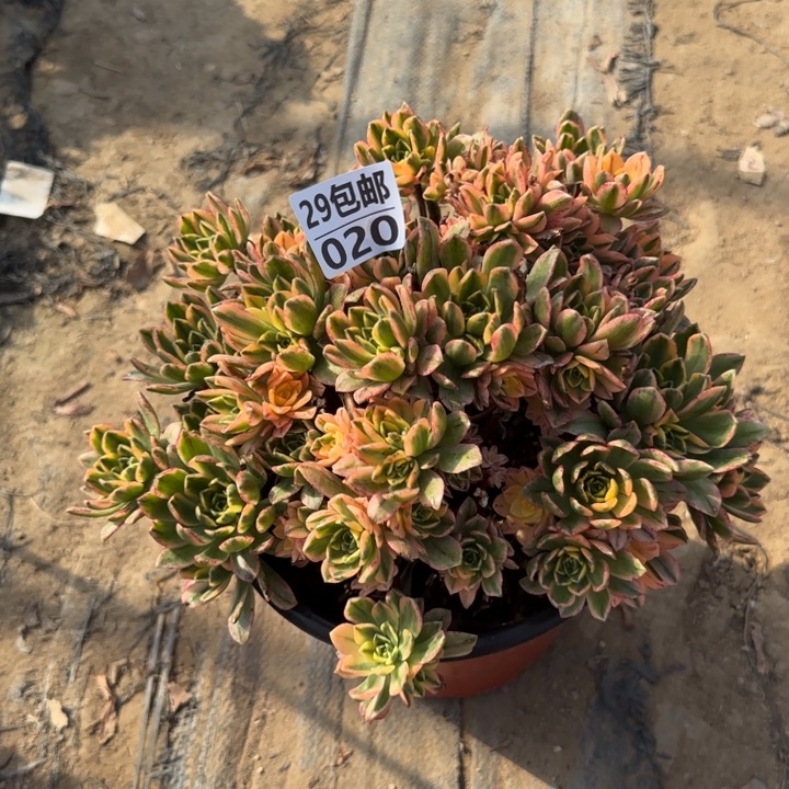 甜茶……多肉植物……