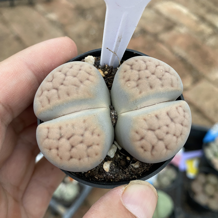 S019花纹玉母本单头3.5cm一物一拍整盆发货