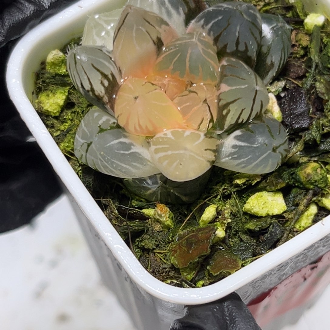 十二卷多肉0205龙爪