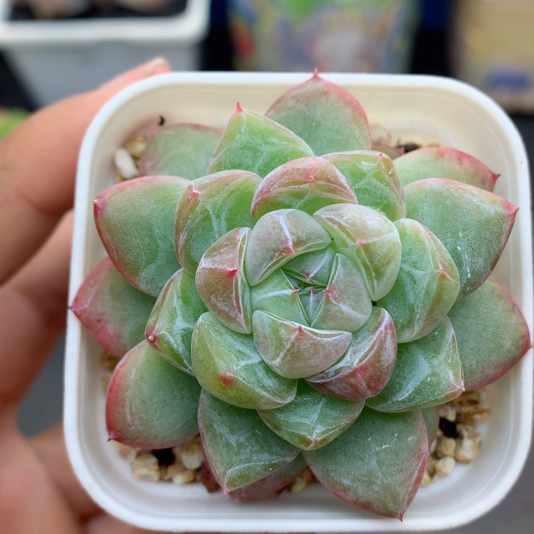 58包邮 群生不包整23