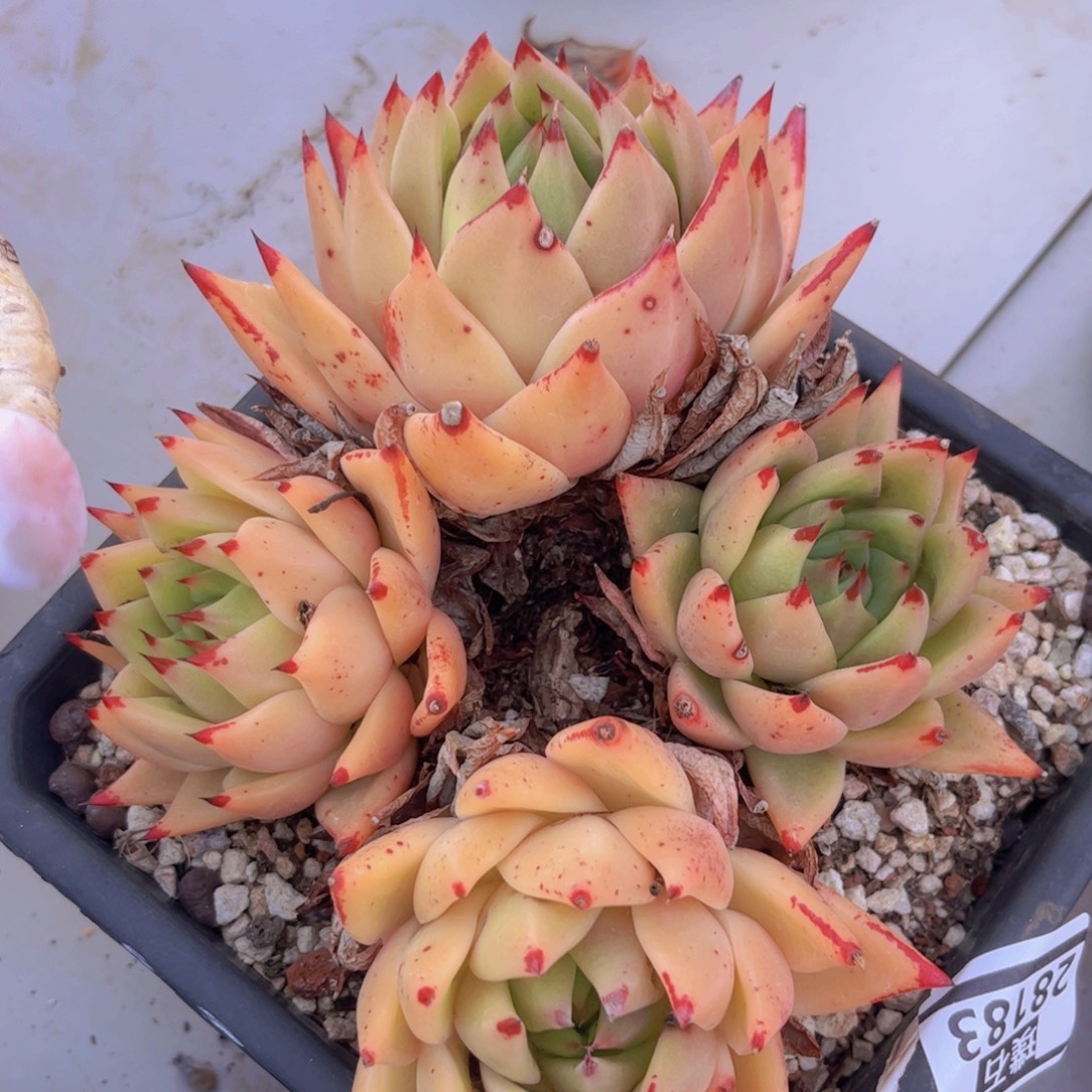 东云杂28183多肉植物