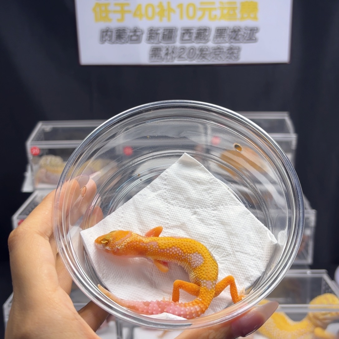 豹纹守宫阳光妹妹