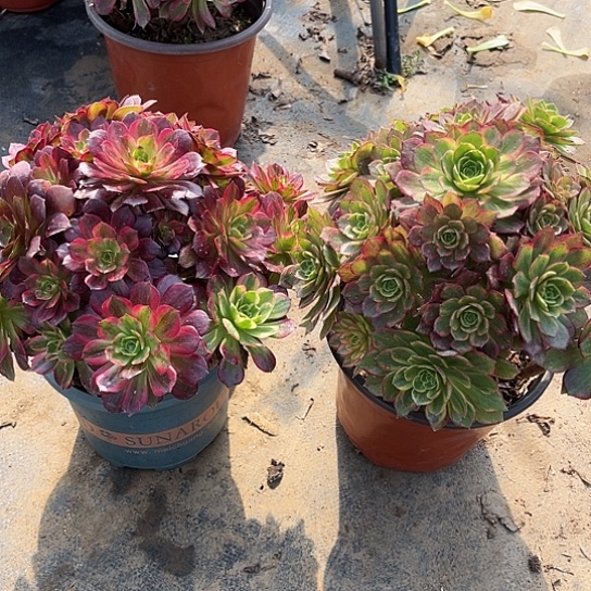 多肉植物组合两棵100