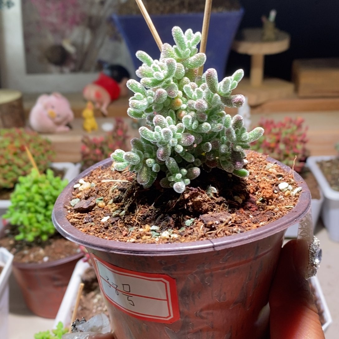 冰钻带盆土发货一物一拍