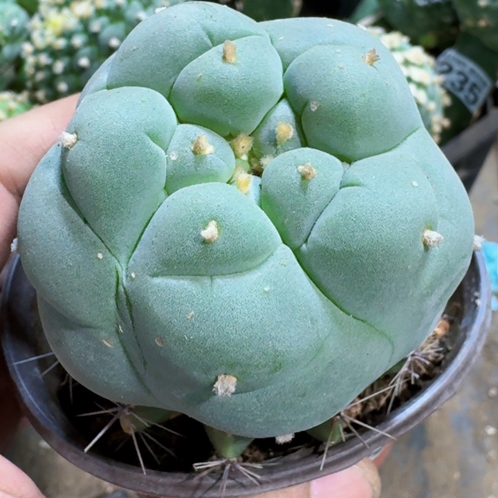 福利苗接大尤344