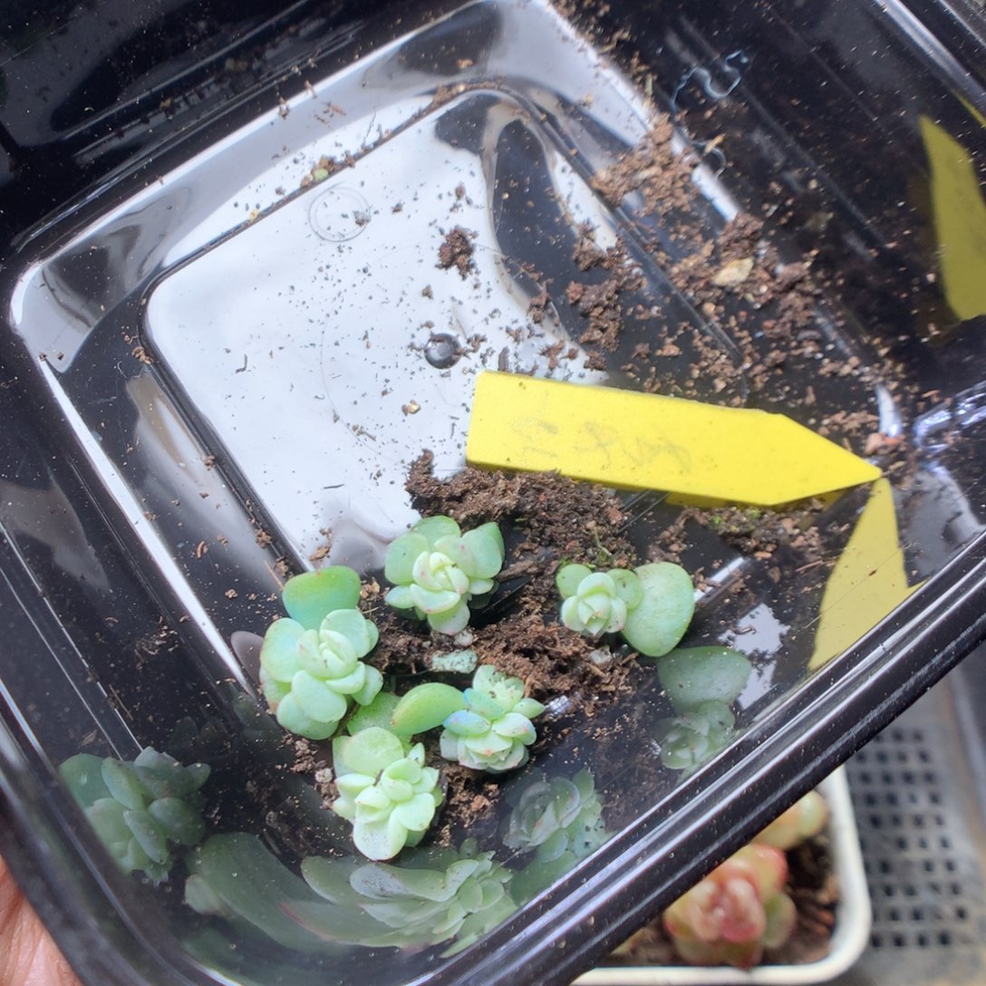 无花朵纸鸢5颗。yyyyy