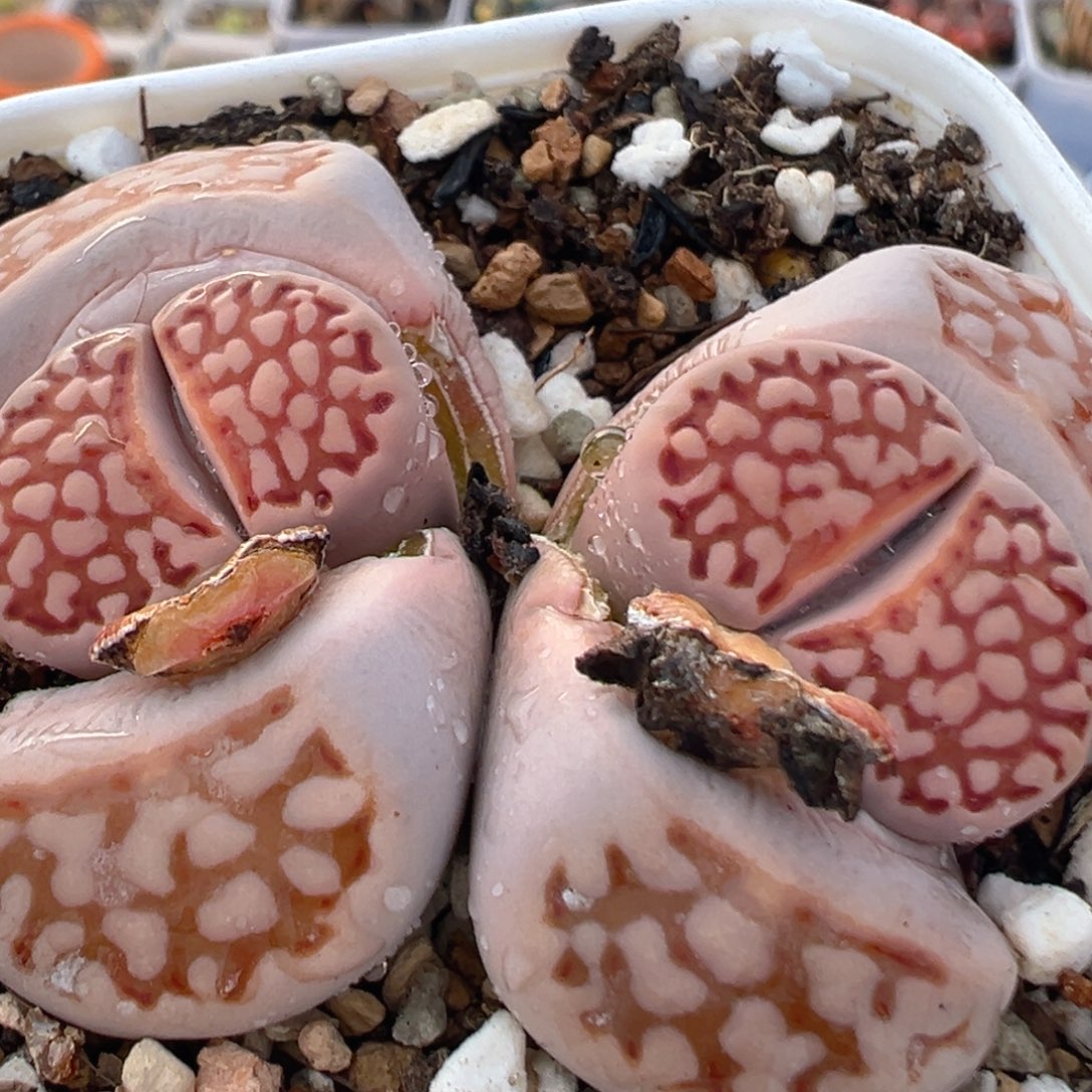 76多肉植物百科知识