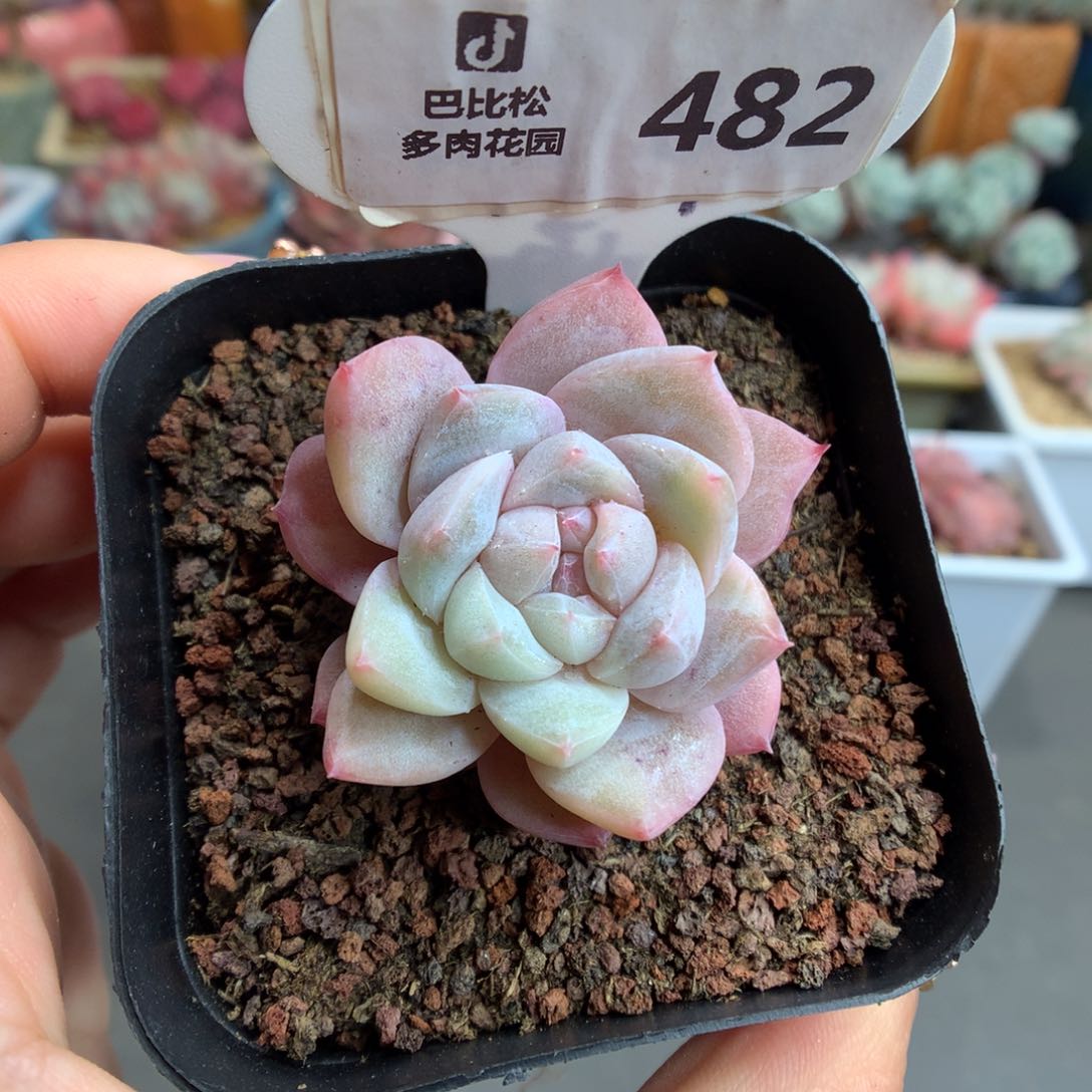 482粉钻锦多肉植物