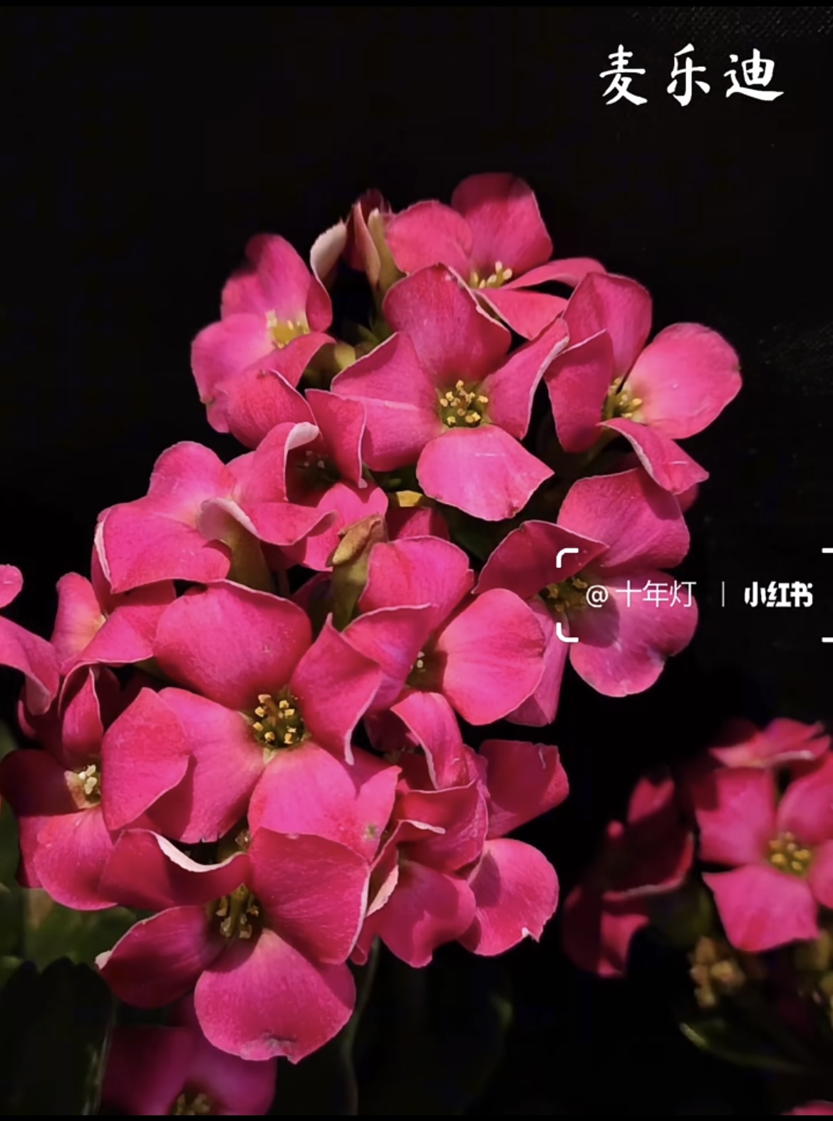 【麦乐迪】130盆单瓣长寿花