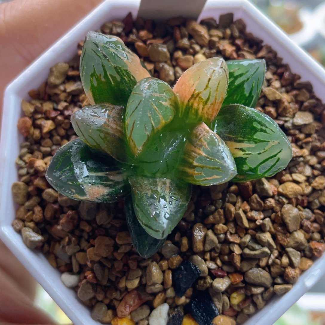 11.十二卷多肉黑葡萄玉露锦。   