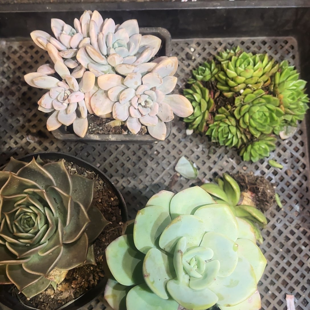 肉植物组合五颗脱土发货