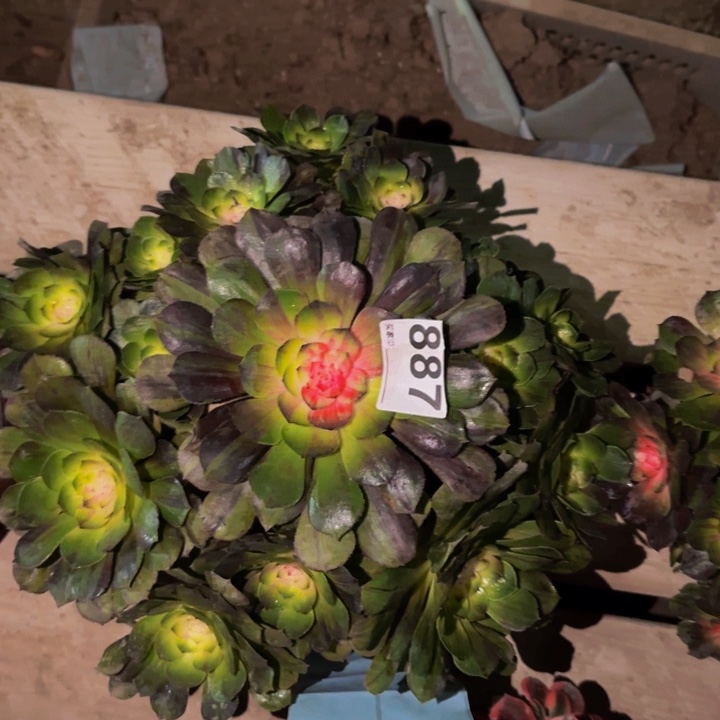 887花月夜科技锦多肉植物不售后