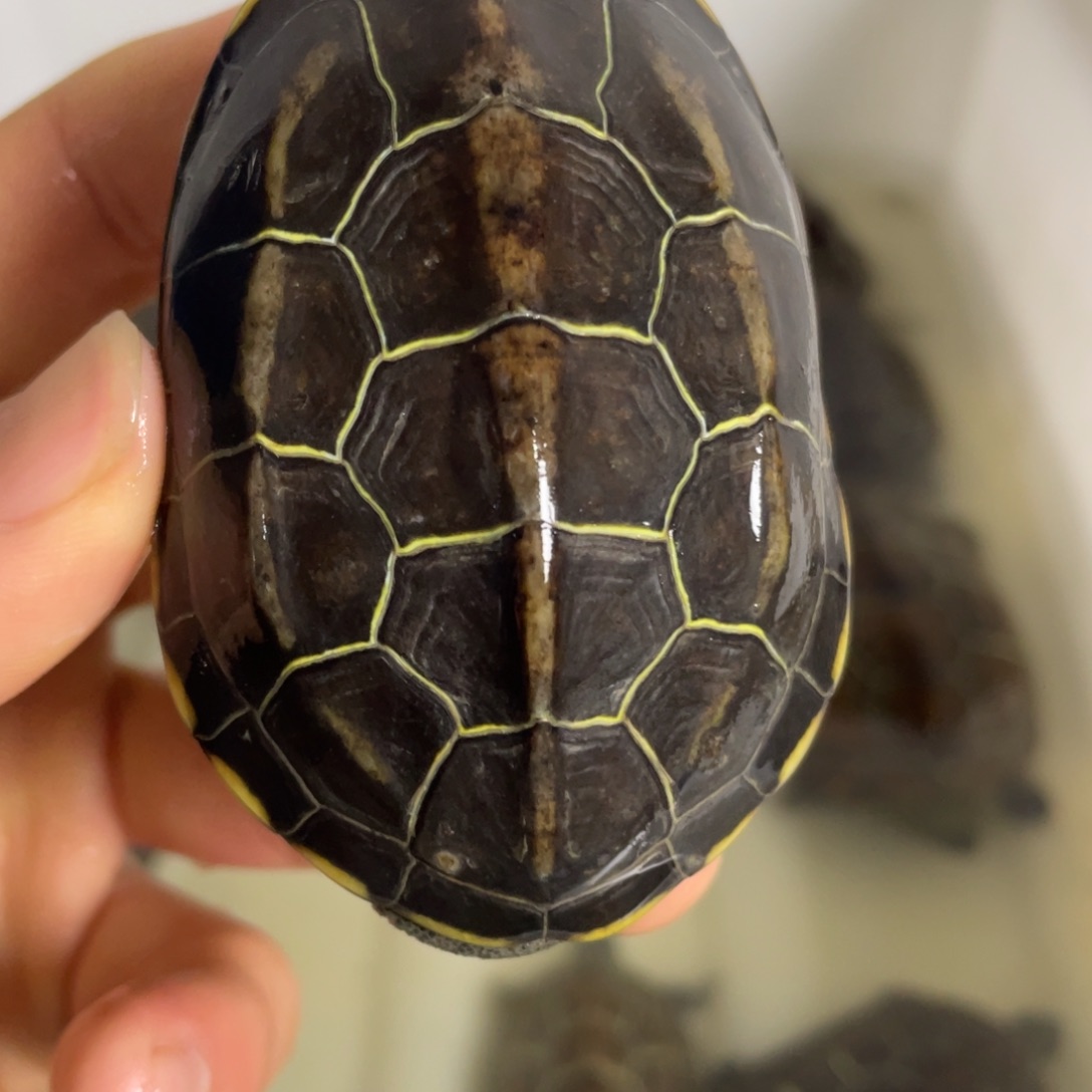 苏北金线冷水草龟