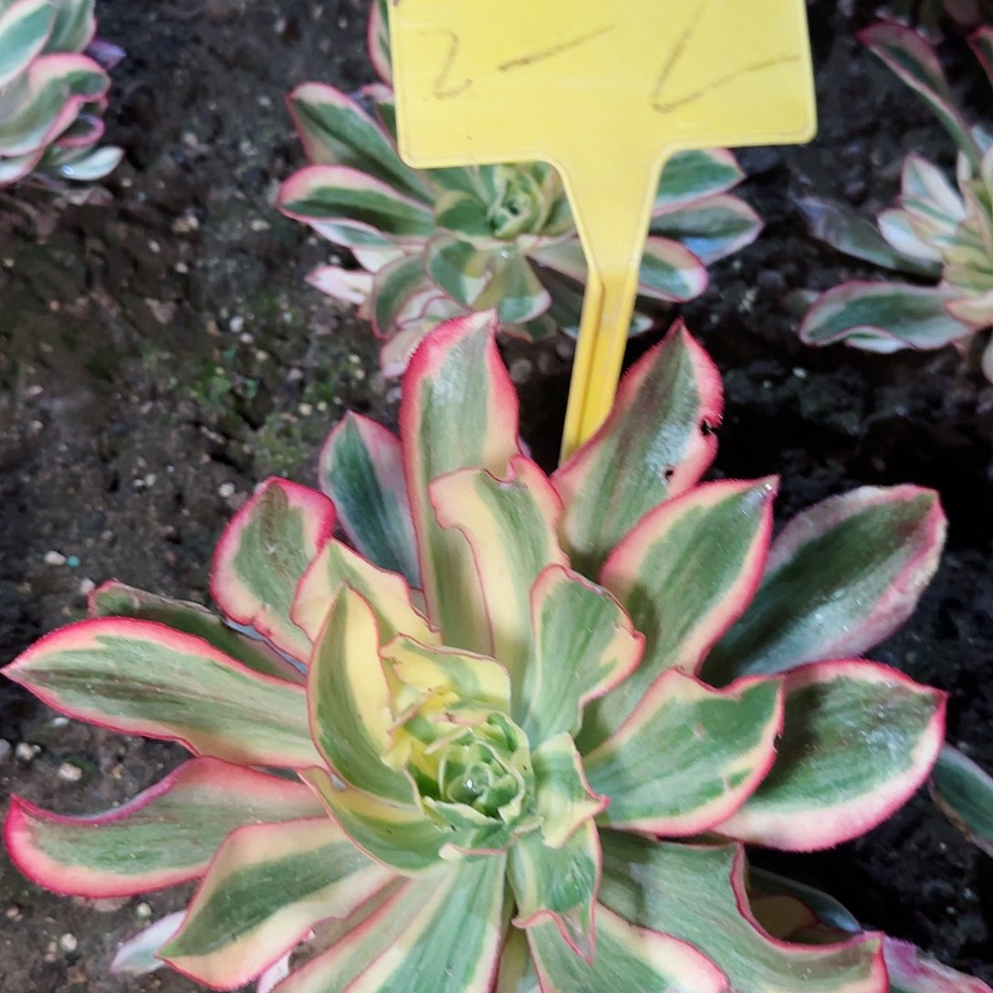 2-2---多头多肉植物