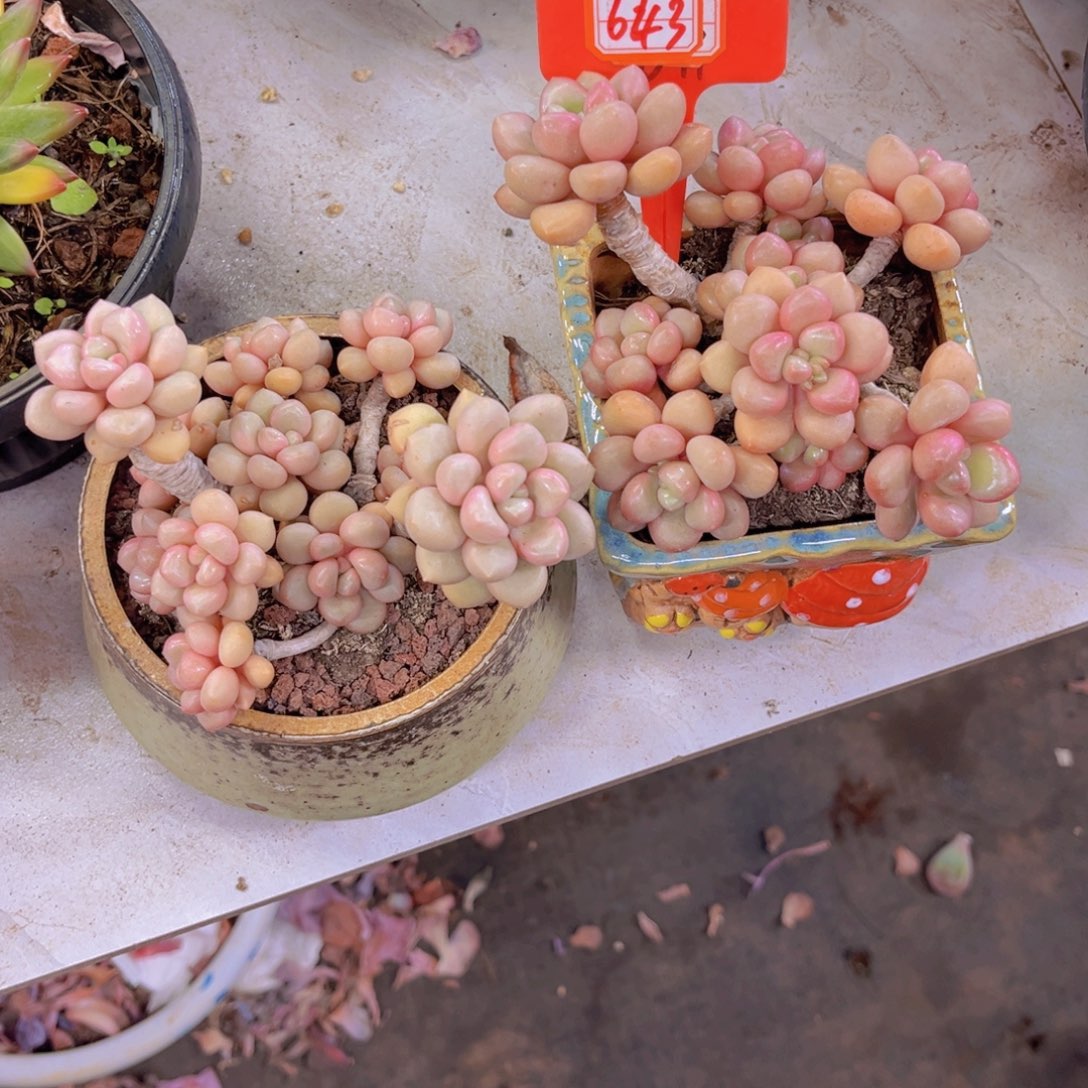 红**姐先锋派两颗643多肉植物