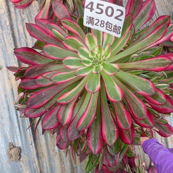 4502一号棚红铜鼓K