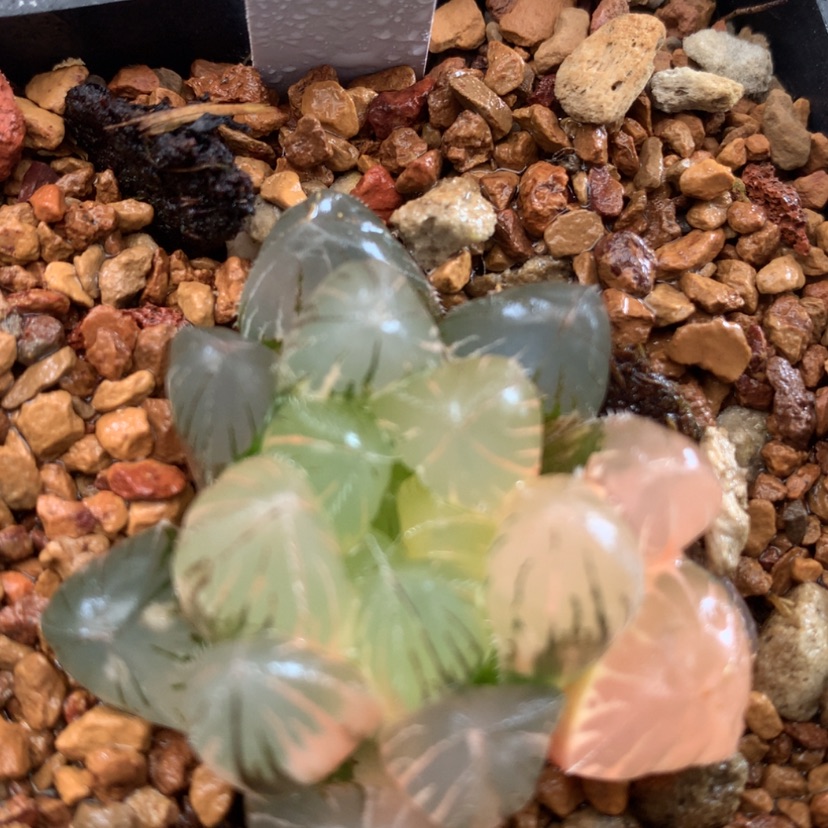 【闪购商品】15三角赤线