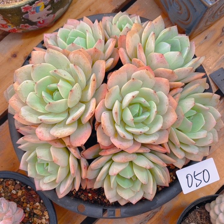 谢谢你的支持000000050