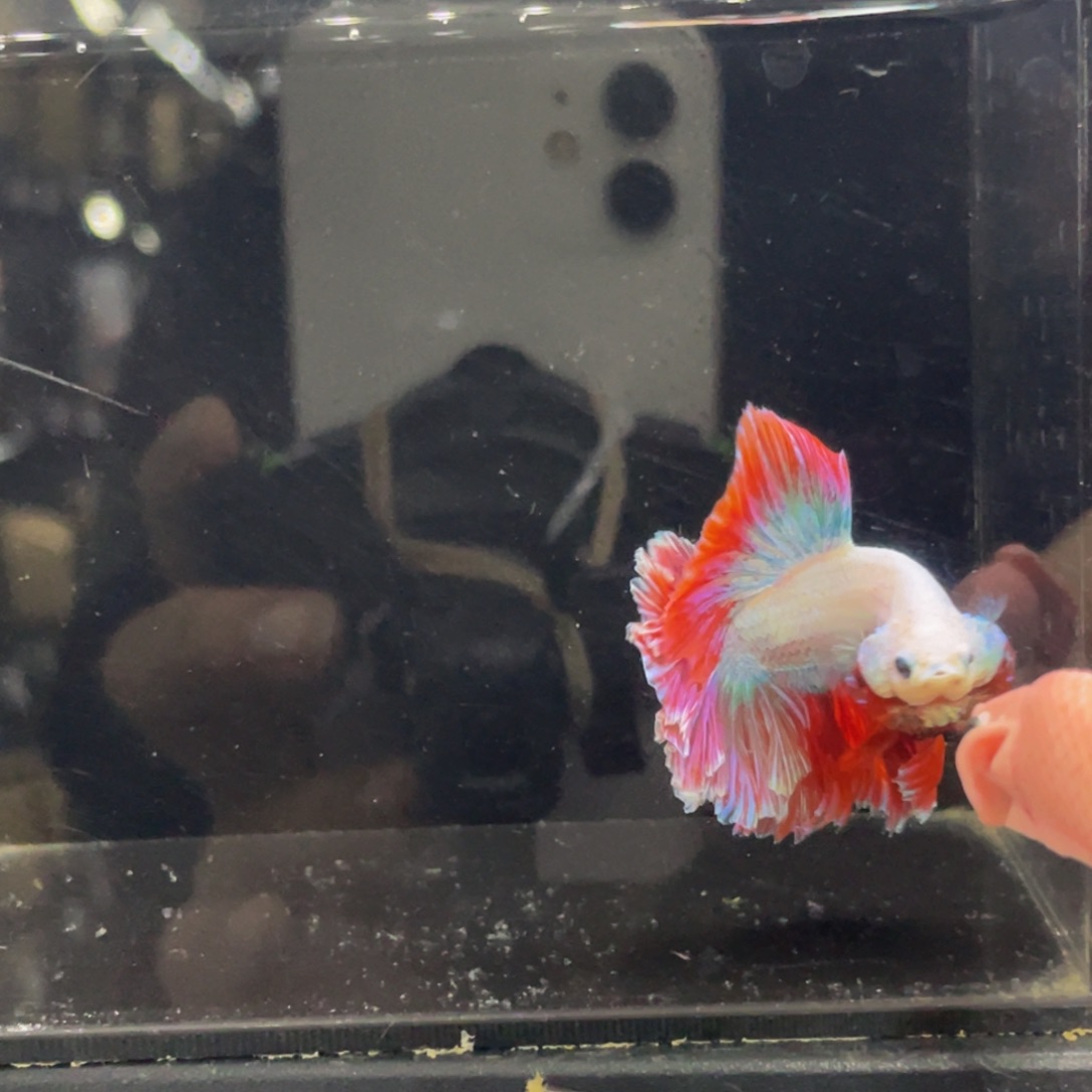 斗鱼哈哈哈试试试试529