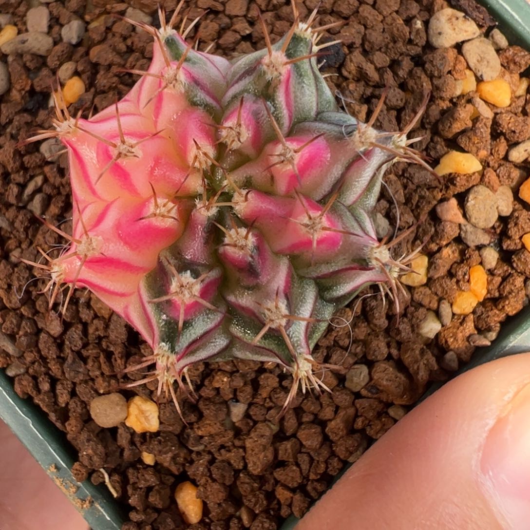 210 好看的米哈冲冲冲