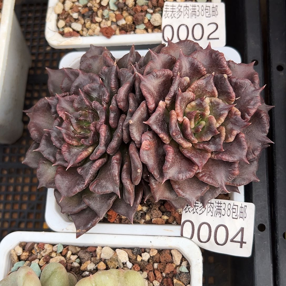 多肉一物一拍植物0004