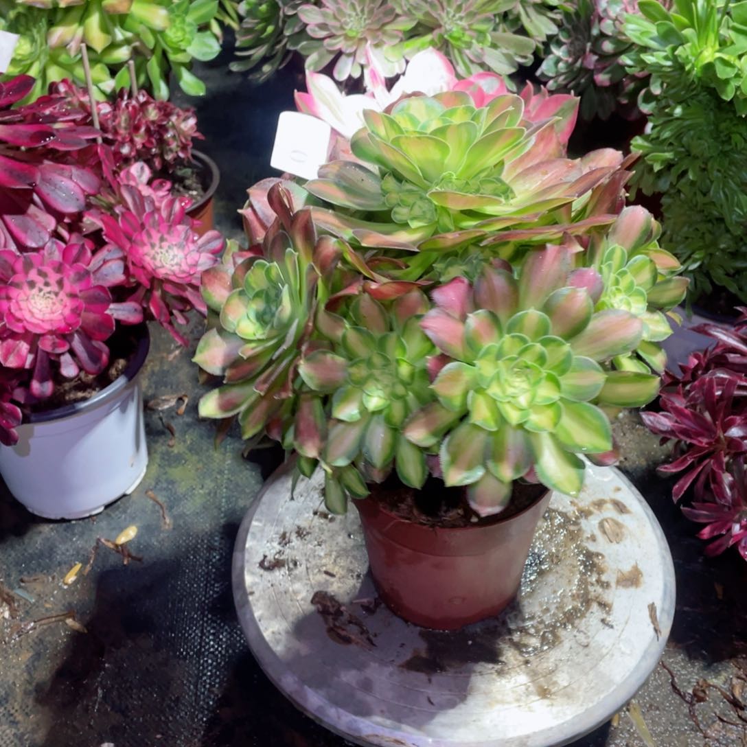 多肉植物韶华060