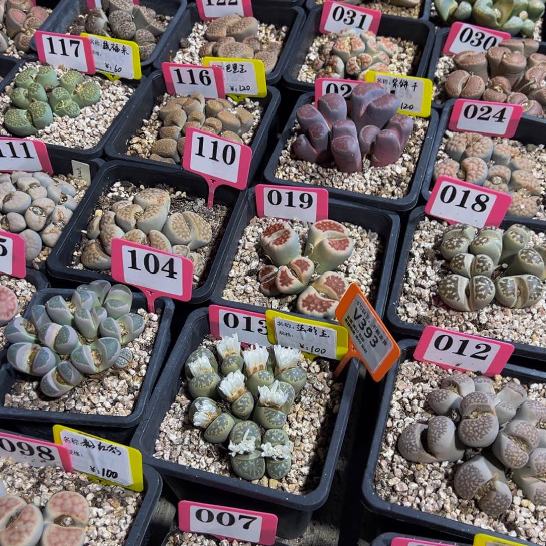 393 一物一拍，默认有伤，介意勿拍，不退不换