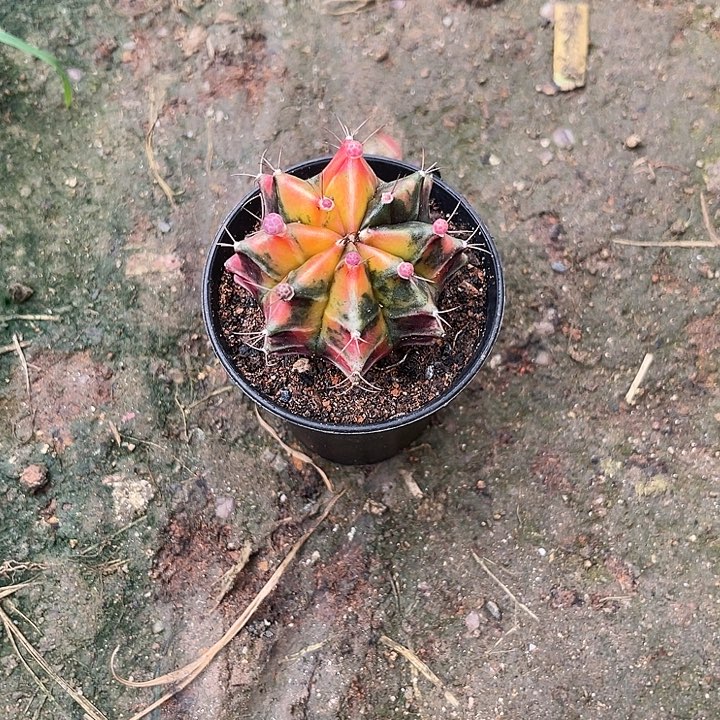 仙人球好好看好漂亮25