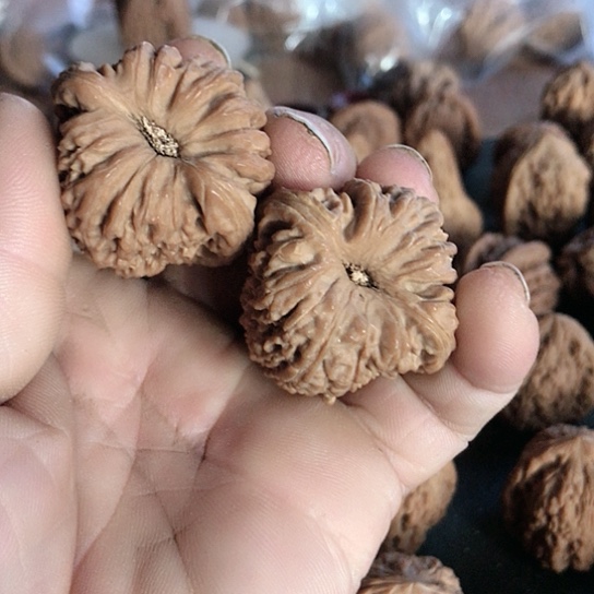 核桃花*色差黄金丝奥底